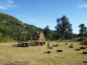 Carga de pacas de paja