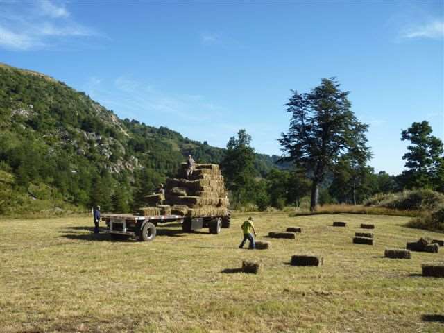 Carga de pacas de paja